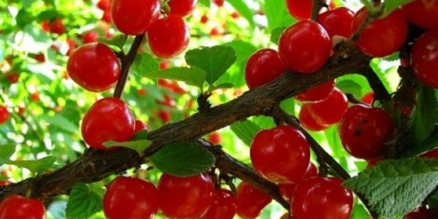 Kako uzgajati i razmnožavati trešnje kod kuće?